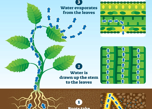 সালোকসংশ্লেষণ (Photosynthesis) ও কুরআন :